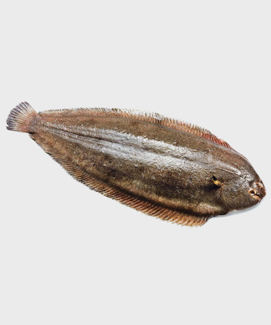 Breton sole