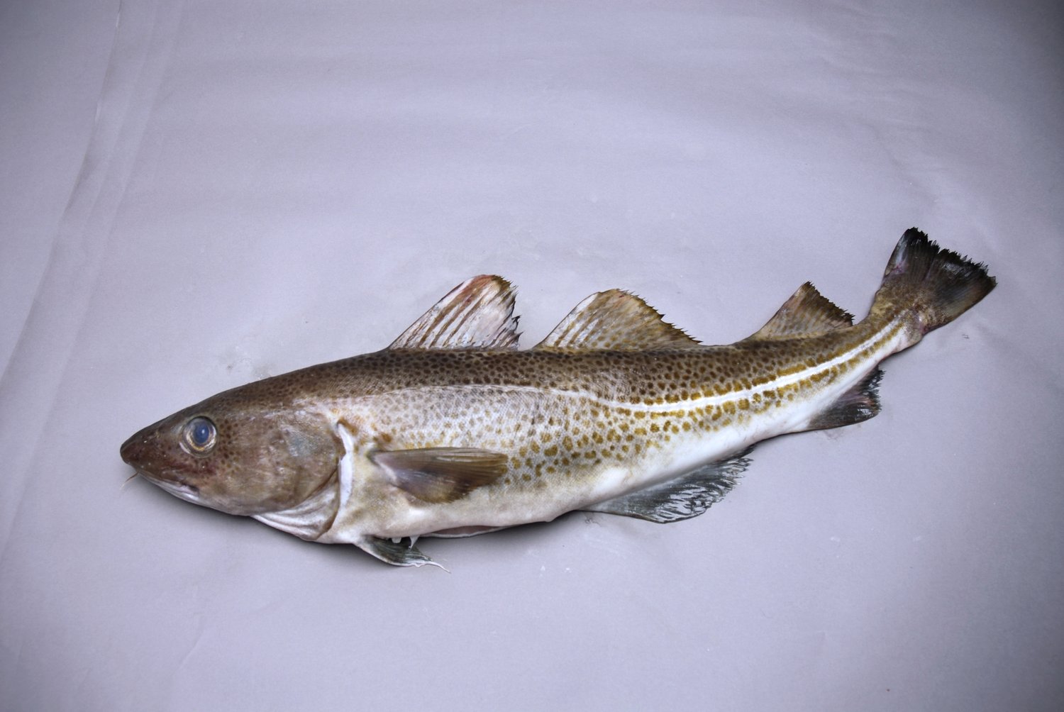 Buy Whole Fish Fresh Atlantic Cod Online &#8211; Sustainable Seafood Delivered — Intershell Seafood