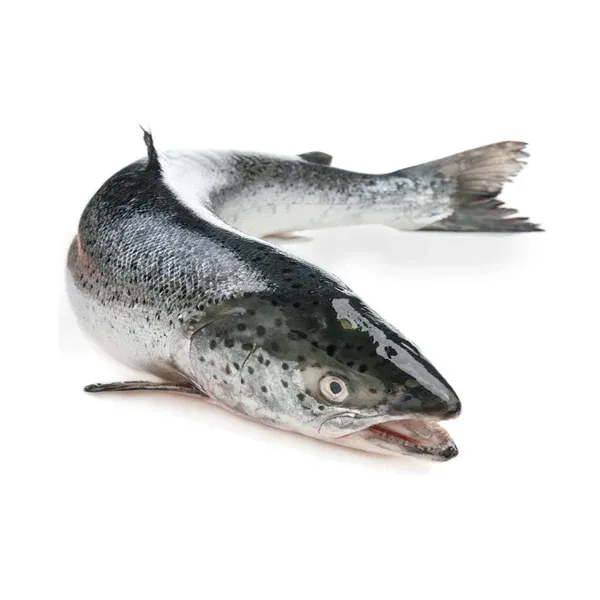 Whole King Salmon