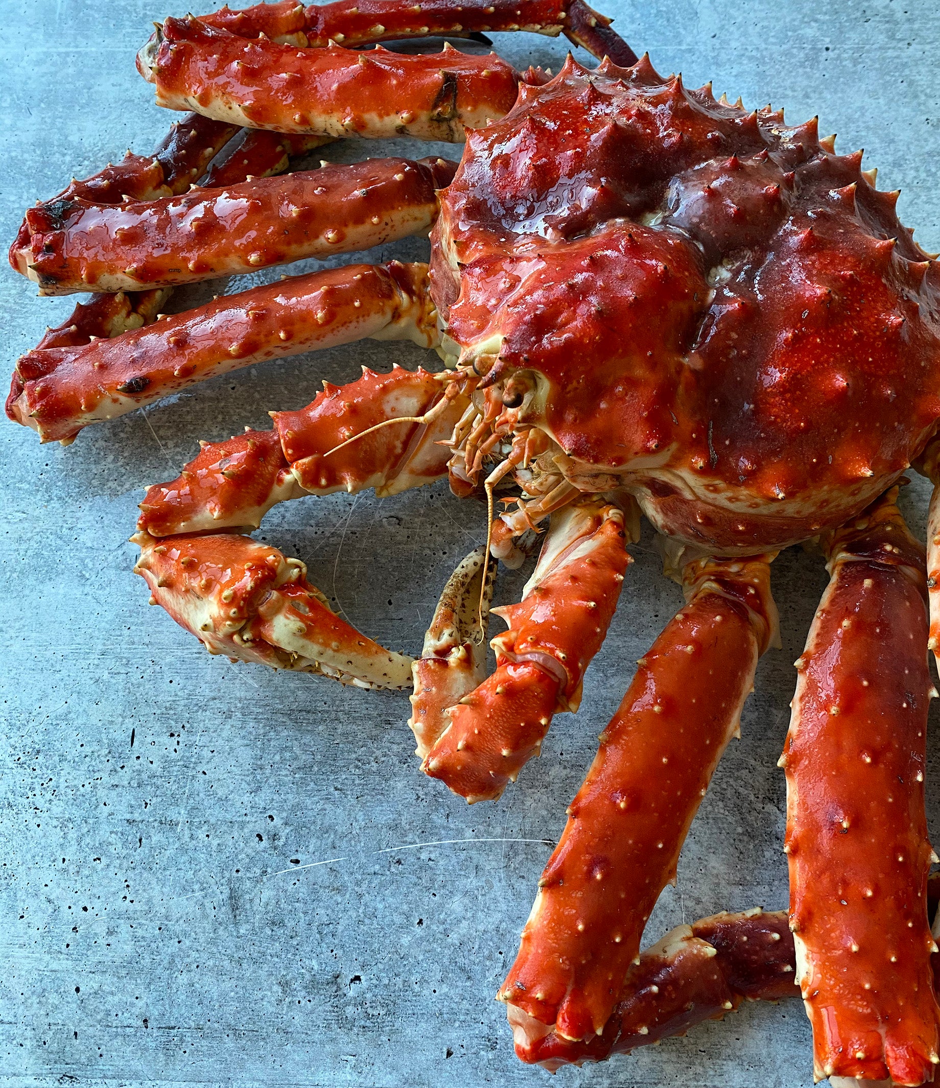 Live Norwegian Red King Crab