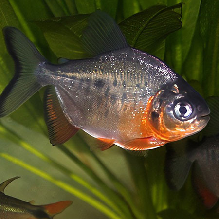 Red Belly Pacu