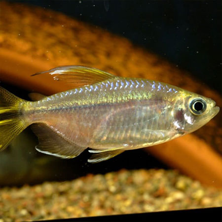 Yellow Tail Congo Tetra